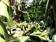 
      
      Farmers in UP's Lakhimpur Kheri shifting to banana...
      
      