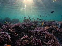 
      
      Gulf of Eilat corals survive record heatwaves, offering hope
      
      