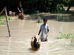 
      
      Assam: Around 40 highlands constructed for animals shelter
      
      