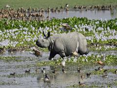 
      
      Assam floods: Pobitora Wildlife Sanctuary builds six highlands
      
      