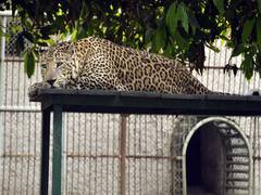 
      
      In a first, Assam to conduct leopard census from January 31
      
      