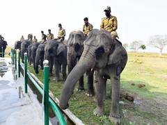
      
      No need for formal documentation for privately owned elephant
      
      