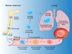 
      
      New research may explain severe virus attacks on lungs
      
      