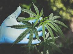 
    Scientists find new evidence of health threat from chemicals in marijuana, tobacco smoke
    