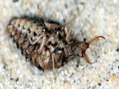 
      
      Animals fake death for long periods to escape predators: Study
      
      