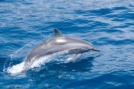 
      
      Study reveals lights on fishnets save turtles, dolphins
      
      