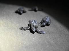 
      
      Olive Rzidley turtle hatchlings released from Goa's nesting sites
      
      