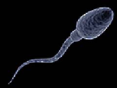 
      
      Diet easily affects quality of sperm, find researchers
      
      