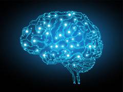 
      
      A brain circuit in thalamus helps to hold information in mind
      
      