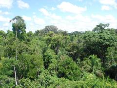 
    A century later, plant biodiversity struggles in wake of agricultural abandonment: Study 
    