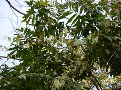 
      
      Telangana farmer grows Rudraksha tree
      
      