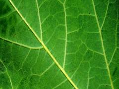 
      
      Artificial leaf successfully produces clean gas!
      
      