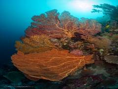 
      
      Metal pollution poses new danger to corals in warming oceans:...
      
      