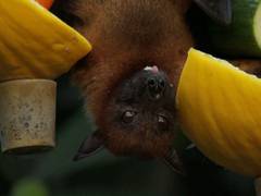 
      
      Bats host most virulent viruses, though not most dangerous
      
      