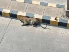 
      
      Search operation underway to rescue leopard in Telangana's...
      
      