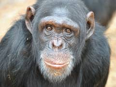 
    Chimps held captive for experiments given new lease of life
    