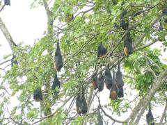 
      
      Retired professor takes up task of protecting bats on Tunga...
      
      