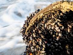 
      
      Freshwater mussels can inhibit bacterial diseases
      
      