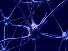 
      
      Scientists explain why neurons consume so much energy even...
      
      