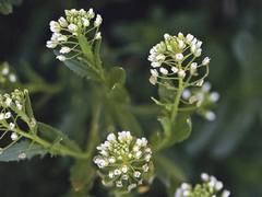 
      
      Study suggests stinkweed could make cleaner biojet fuel
      
      
