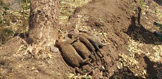 
      
      Five leopard cubs charred to death in a sugarcane farm in...
      
      
