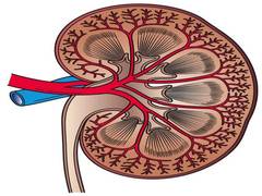 
    Genetics may determine whose kidney benefits from dietary compound
    