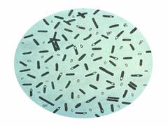 
      
      Study focuses on key structure of C. difficle bacteria that...
      
      