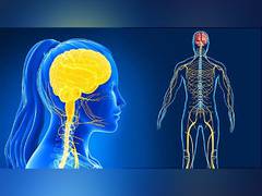 
      
      Brain cell activity responsible for nervous system outcomes
      
      