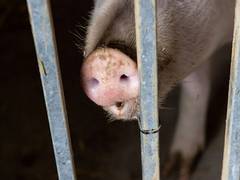 
      
      African Swine Fever breaks out in Tripura
      
      