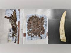 
      
      Odisha STF seizes leopard skin, elephant tusk, pangolin...
      
      