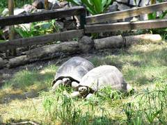
      
      Al-Dabra giant tortoise at Hyderabad Zoo adopted by 4-year-old boy
      
      