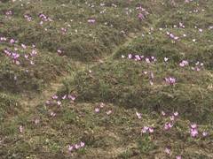 
      
      J-K: Picturesque bloom of saffron attract tourists to Kashmir...
      
      
