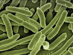 
      
      New research moves closer to harnessing viruses to fight...
      
      