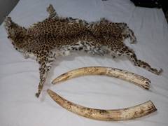 
      
      3 held with elephant tusks, leopard skin in Odisha
      
      