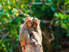 
      
      Research suggests rhesus monkeys can perceive their heartbeat
      
      
