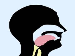 
      
      Study reveals differences in airway size develop during puberty
      
      