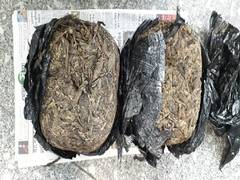 
      
      CISF nabs passenger with 5.3 kg Marijuana at Kolkata airport
      
      