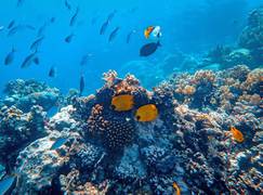
      
      Deep-water pipeline has benefits for sea-floor animals: Study
      
      