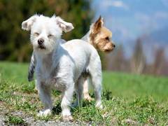 
      
      Dogs too can experience hearing loss
      
      