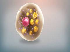 
      
      Study finds how glycogen is linked to heat generation in fat cells
      
      