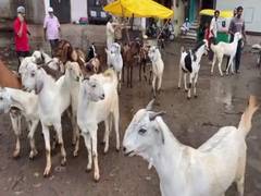 
      
      Tripura:ARDD declares slaughtering 'prohibited' for animal safety
      
      