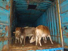 
      
      Assam: Two smugglers held with 24 cattle heads in Nagaon
      
      