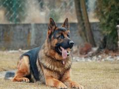 
      
      Service dogs improve lives of veterans suffering from PTSD
      
      
