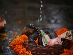
      
      Monocled Cobra charms devotees in Nepal on 'Naag Panchami'
      
      