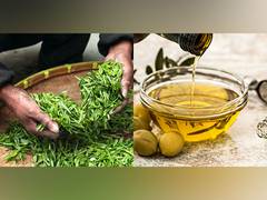 
    Natural compounds show potential in creation of Covid-19 medicine
    