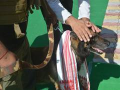 
      
      Assam: K9 dog squad helps forest officials track Rhino poachers
      
      