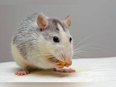 
      
      A rare form of cancer found in mice
      
      