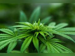 
      
      Cannabis prescribed for pain linked with risk of heart disorders
      
      