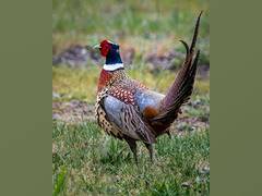 
      
      Research: Pheasant meat contains many tiny shards of toxic lead
      
      