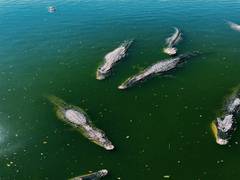 
      
      Research reveals global warming spawned the age of reptiles
      
      